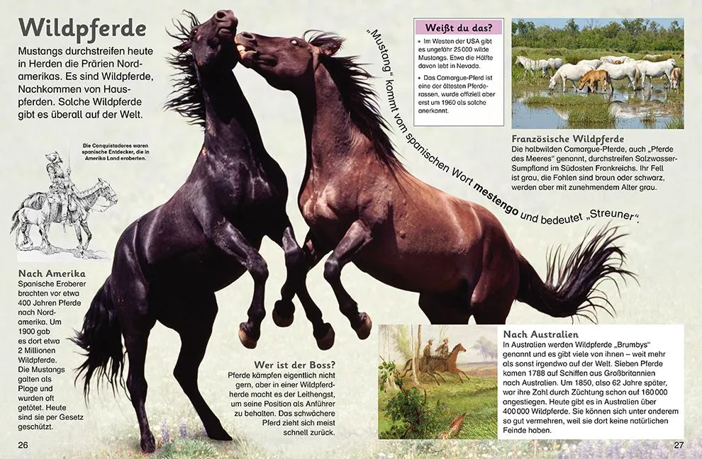 memo Kids: Pferde und Ponys