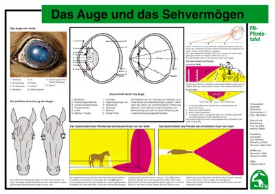 Lehr-/ Pferdetafel (A4) - Das Auge und das Sehverm&ouml;gen