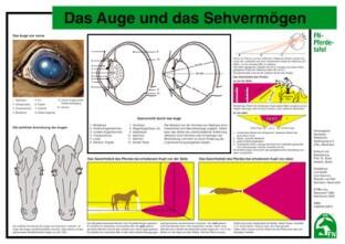 Lehr-/ Pferdetafel (A4) - Das Auge und das Sehvermögen