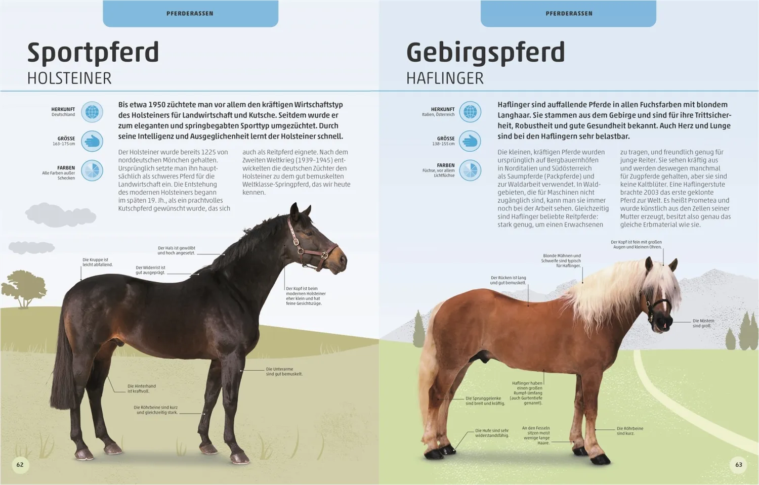 Pferde und Ponys