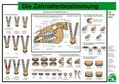 Lehr-/ Pferdetafel (A4) - Die Zahnalterbestimmung