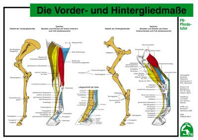Lehr-/ Pferdetafel (A4) - Die Vorder- und Hintergliedmaße