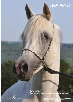 BAA Ahabb - Hommage an einen Vollblutaraberhengst