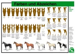 Lehr-/ Pferdetafel (A4) - Farben und Abzeichen