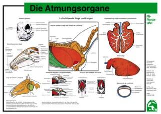 Lehr-/ Pferdetafel (A4) - Die Atmungsorgane