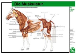 Lehr-/ Pferdetafel (A4) - Die Muskulatur
