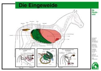 Lehr-/ Pferdetafel (A4) - Die Eingeweide
