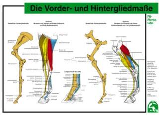 Lehr-/ Pferdetafel (A4) - Die Vorder- und Hintergliedmaße