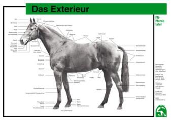 Lehr-/ Pferdetafel (A4) - Das Exterieur