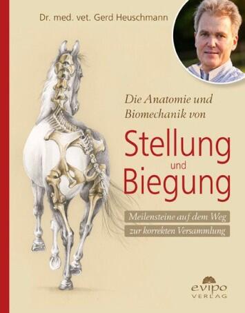 Die Anatomie und Biomechanik von Stellung und Biegung