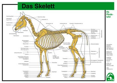 Lehr-/ Pferdetafel (A4) - Das Skelett