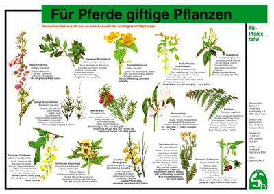 Lehr-/ Pferdetafel (A4) - Für Pferde giftige Pflanzen
