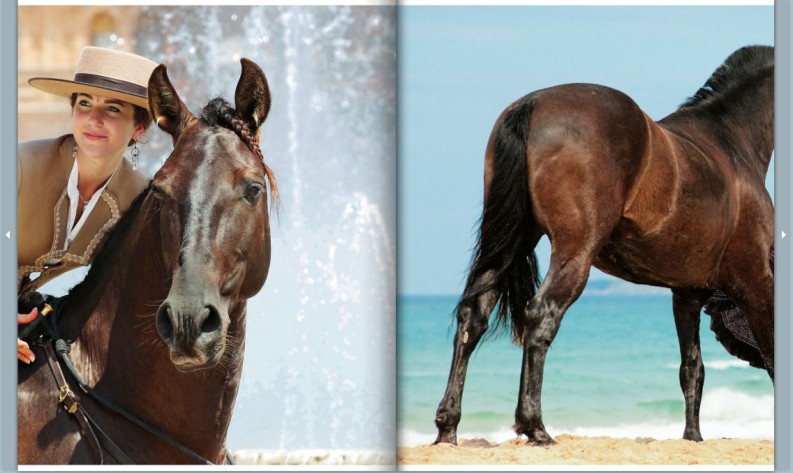 Kenzie Dysli und die Pferde